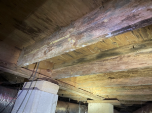 microbial growth on floor structure, Murfreesboro home inspection